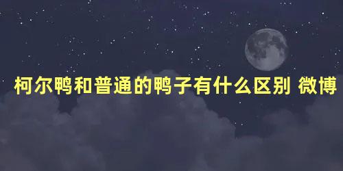 柯尔鸭和普通的鸭子有什么区别 微博